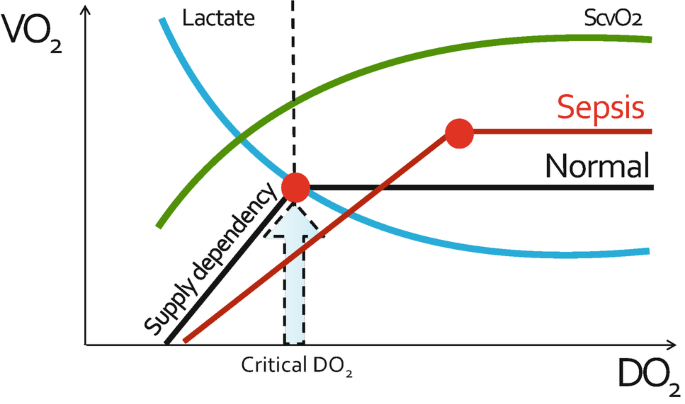 A line graph illustrates V O 2 versus D O 2. At the intersection of normal and lactate curves, critical D O 2 is marked. To the right of this, the lactate curve declines, and the normal curve becomes stationary.