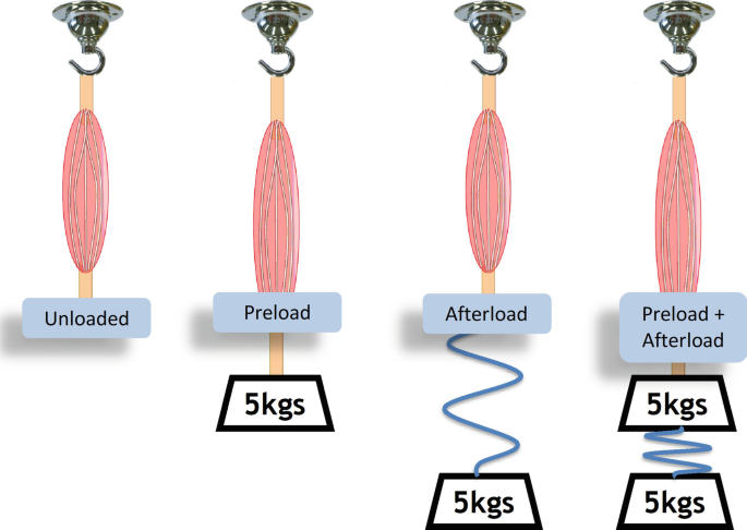 A schematic comprises 4 illustrations of the actin-myosin complex. The first illustrates unloaded complex. The second represents 5 kilograms preload. The third represents 5 kilograms afterload. The fourth represents 5 kilograms preload plus 5 kilograms afterload on the complex.