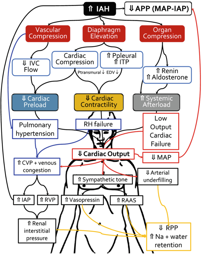 A flowchart of pathophysiological effects of heart failure on bodily functions. Increased I A H or decreased A P P causes vascular compression, diaphragm elevation, and organ compression. The hormonal imbalance causes cardiac preload, contractility reduction, and increase in systemic afterload.