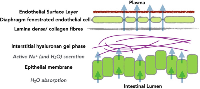 An illustration lists the following stacked layers in the absorption pathway from the intestinal lumen to plasma. Epithelial membrane with H 2 O absorption and active positive N a ion secretion, interstitial hyaluronan gel phase, lamina densa, diaphragm fenestrated endothelial cells, and endothelial surface layer.