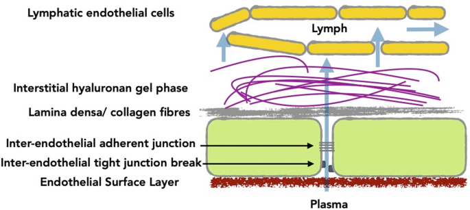An illustration lists the following stacked layers in the paracellular fluid filtration pathway from plasma to the lymph. Endothelial surface layer, inter-endothelial tight junction break, inter-endothelial adherent junction, lamina densa, interstitial hyaluronan gel phase, and lymphatic endothelial cells.