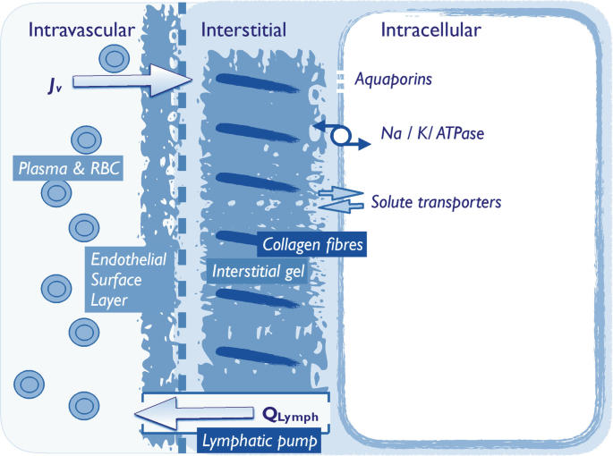 A diagram of the extracellular fluid circulation pathway exhibits plasma and R B C traveling from the intravascular to the interstitial layer with interstitial gel and collagen fibers and then to the intracellular layer with aquaporins. The solute transporters and Q lymph travel back to the interstitial and intravascular layers, respectively.