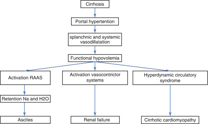 A flowchart for the hemodynamic alterations starts with cirrhosis, segments into activation R A A S, activation vasoconstrictor systems, and hyperdynamic circulatory syndrome, and ends with ascites, renal failure, and cirrhotic cardiomyopathy.
