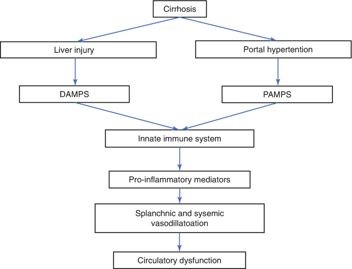 A flowchart for the hemodynamic alterations starts with cirrhosis, segments into liver injury then D A M P S and portal hypertention then to P A M P S, and flows through the innate immune system, pro-inflammatory mediators, splanchnic and sysemic vasodillatoation, and ends with circulatory dysfunction.