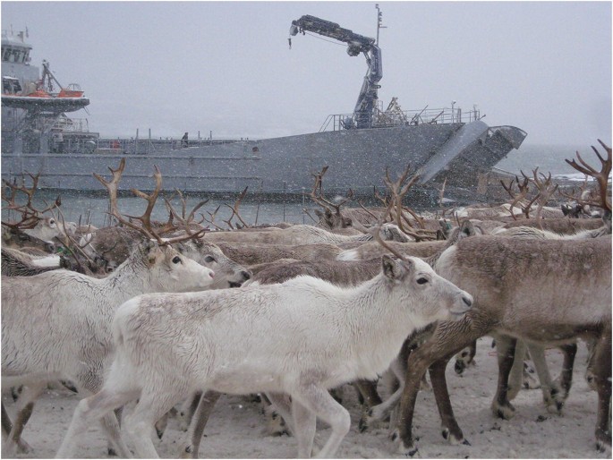 A photo of a herd of Reindeers. They stand against a background of a large cargo vessel on a waterbody.