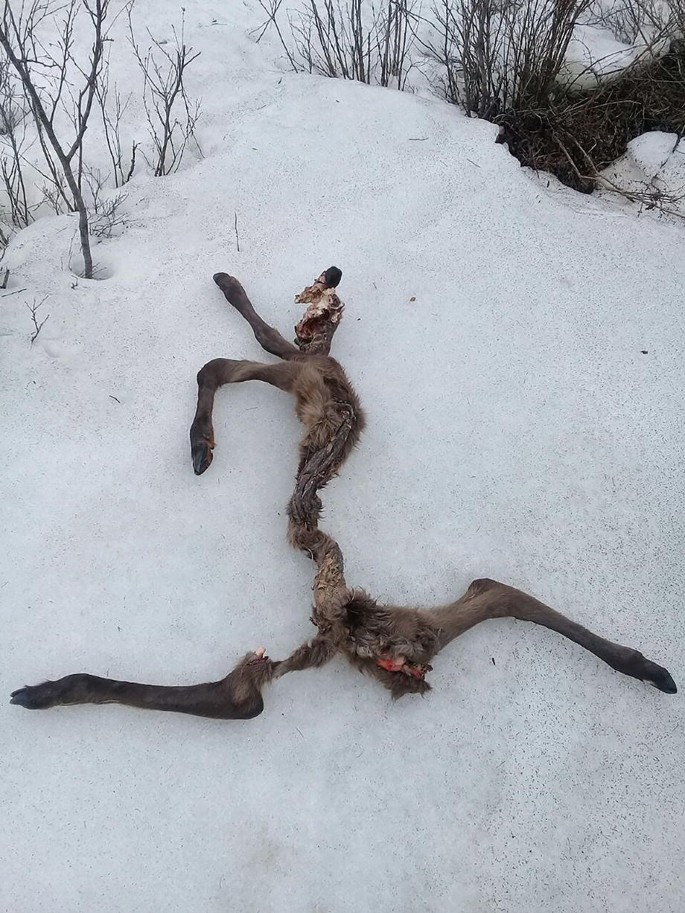 A photo of remnants of hunted reindeer.