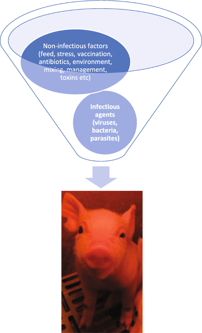 A schematic flow and the photo of a pig with non-infectious factors and infectious agents. The non-infectious factors include feed, stress, vaccination, antibiotics, environment, mixing, management, and toxins. The infectious agents include viruses, bacteria, and parasites.