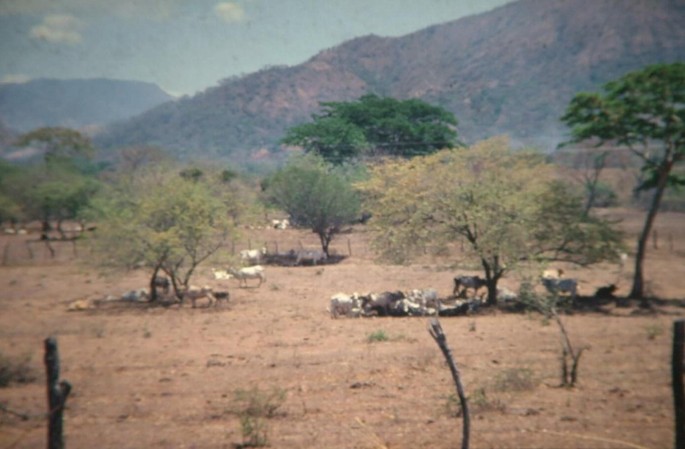 A photo captures a pasture in a dry forest, with Guacimo trees offering shelter and shade for the cattle.