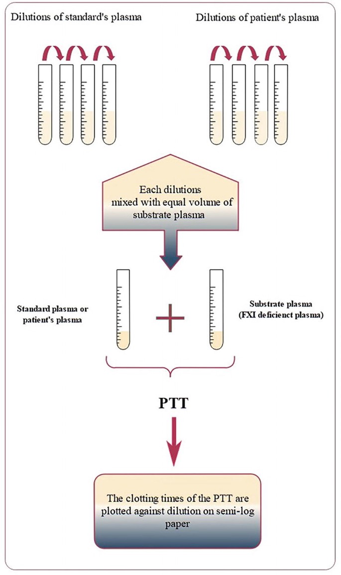 A flowchart of A P T T-based F 11 activity. It has four dilutions of standard plasma and patient's plasma. It starts with mixing each dilution with an equal volume of substrate plasma, followed by P T T testing, and ends with plotting clotting times against dilution on semi-log paper.