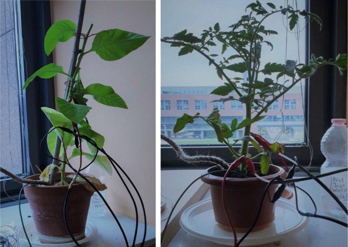 2 photographs of potted plants in an indoor setting. The plants are connected to the leads of the sensor and monitoring system at their stems.