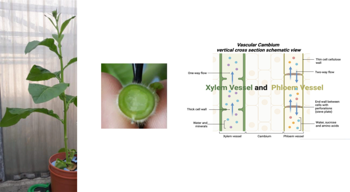 2 photographs of a plant with a stem and broad leaves and the cut surface of the stem are featured. An illustration features the vertical cross-section of the vascular cambium, which includes the xylem, 1-way, and phloem, 2-way vessels.