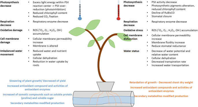 An illustration of a plant. The crops with cold tolerance have a decrease in photosynthesis and respiration, oxidative and cell membrane damage, and an imbalanced water movement. The crops with hot tolerance have a decrease in oxidative stress, membrane dysfunction, and water status.