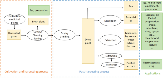 A flowchart is as follows. Cultivate and harvest plants, cutting, cleaning, sorting, drying, and grinding. The fresh plant is used for tea preparation. The dried plants undergo distillation, extraction, and purification to obtain the final products. The applications are listed on the right.