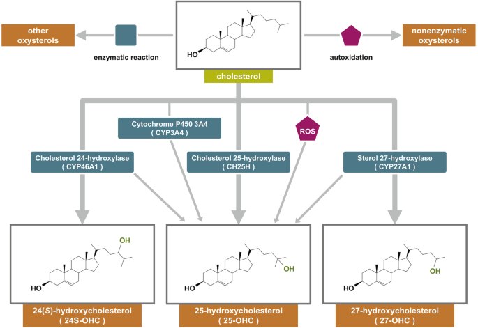 A schematic of cholesterol undergoes enzymatic reaction from other oxysterols and autoxidation forms the nonenzymatic oxysterols. The cholesterol breaks into 24 S hydroxycholesterol, 25 hydroxycholestrol, and 27 hydroxycholestrol.