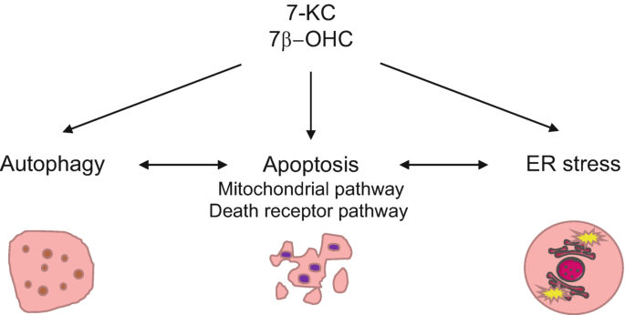 An illustration depicts the control of cell death by 7 K C and 7 beta O H C through autophagy, apoptosis, and E R stress.