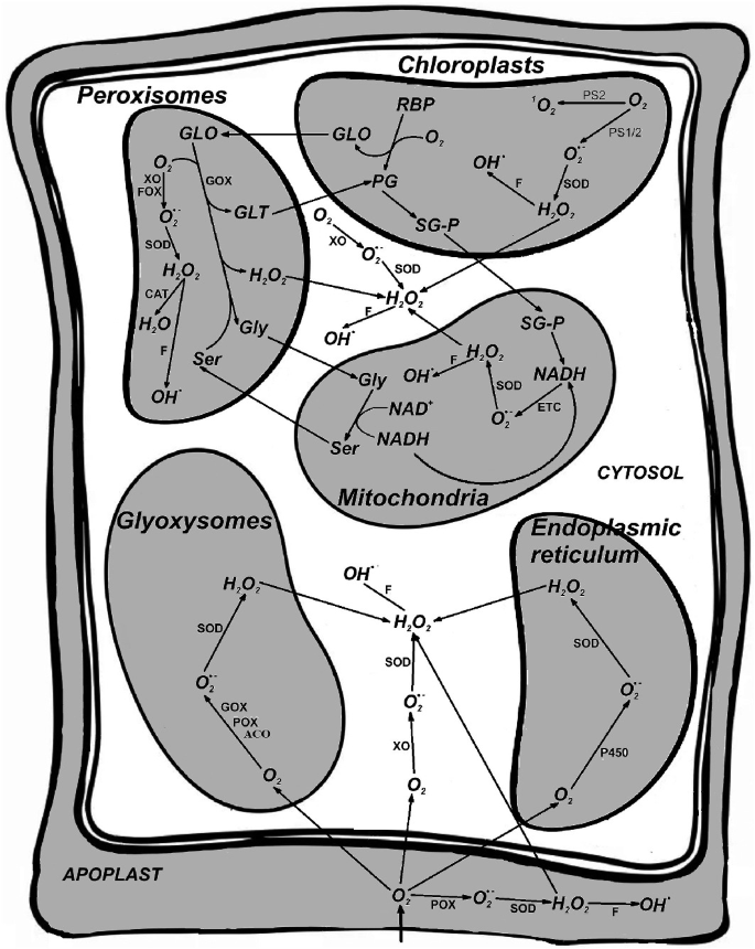 A schematic overview of the R O S generating processes in different parts of the plant cell which includes the Peroxisomes, Chloroplasts, Mitochondria, Glyoxysomes, and Endoplasmic Reticulum,