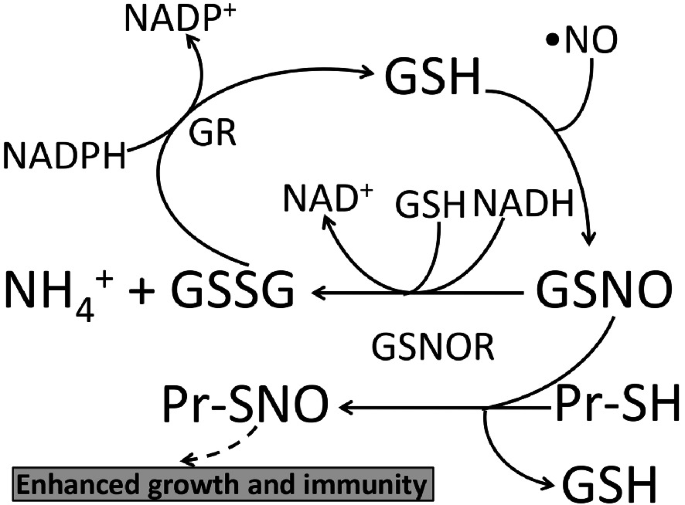 A chemical reaction in which glutathione reductase catalyzes N A D P H dependent reducing of G S G into G S H.