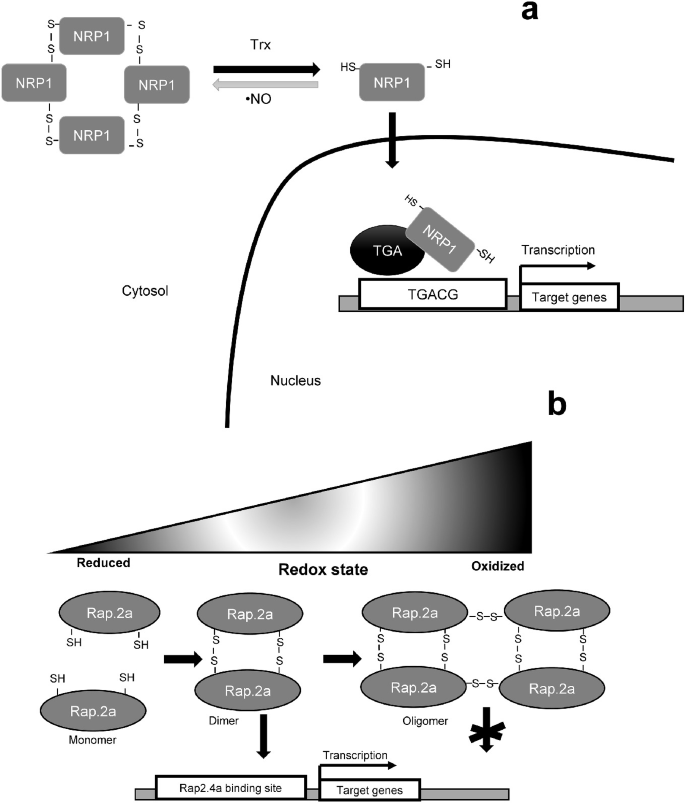 1. An illustration is under physiological conditions, N P R 1 is the cytosolic protein in the form of an oxidized oligomer with intermolecular disulfide bridges between Cys 82 and Cys 216. 2. The Rap 2.4 A protein can bind the promoter element of the specific genes in a redox-dependent manner.