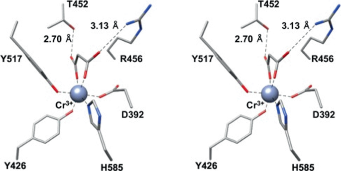 A set of 2 chemical structures of Cr 3 plus binding with T 452, R 456, D 392, H 585, Y 426, and Y 426, all with different arm angles.