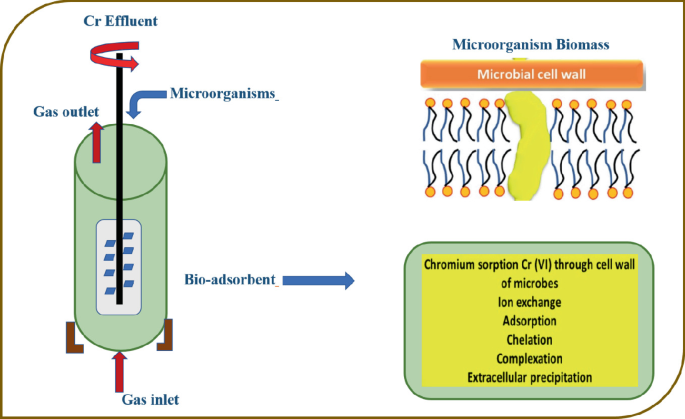 An illustration of a cylindrical structure with a gas inlet at the bottom and an outlet at the top. In the center, a rod rotates counterclockwise, causing Cr effluent to convert bio adsorbent into a microbe with microorganism biomass atop the microbial cell wall.