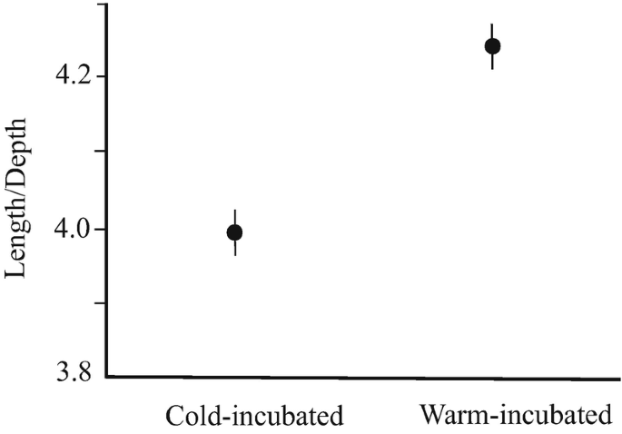 A dot plot with error lines plots length or depth versus cold incubated and warm incubated, with the plots at 4.0 and 4.25, respectively.