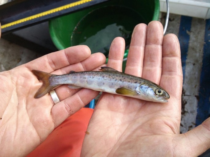 A photograph of a wild salmon held in the palm of a human hand.