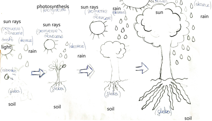 A sketch produced by a student from grade 7. The sketch is a flow diagram with a plant in soil receiving light and rain to grow into a tree.