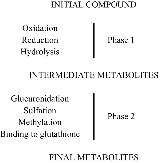 Biotransformation of Persistent Organic Pollutants in Ecosystems of the  Russian North Pacific