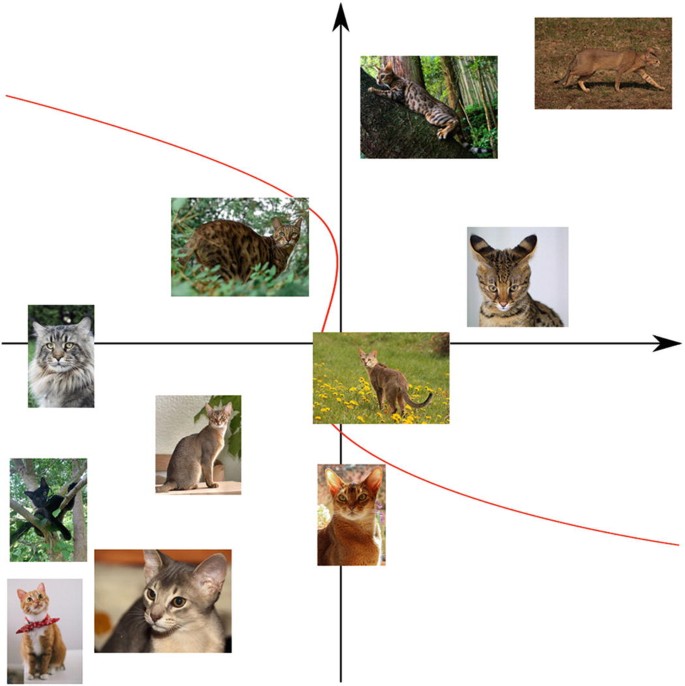 A graphical representation of the image classification. Four quadrants have a photo of the cats. While house cats are in the second quadrant, small wild cats are in the first. The cat perched atop the dandelions is not located in the third or fourth quadrants.