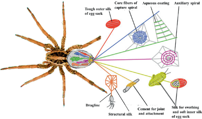 A photo of a spider with different types of spider silks. It includes dragline, structural silk, cement for joint and attachment, silk for swathing, soft inner silk of egg sack, auxiliary spiral, aqueous coating, core fibers of capture spiral, and tough outer silk of egg sack.