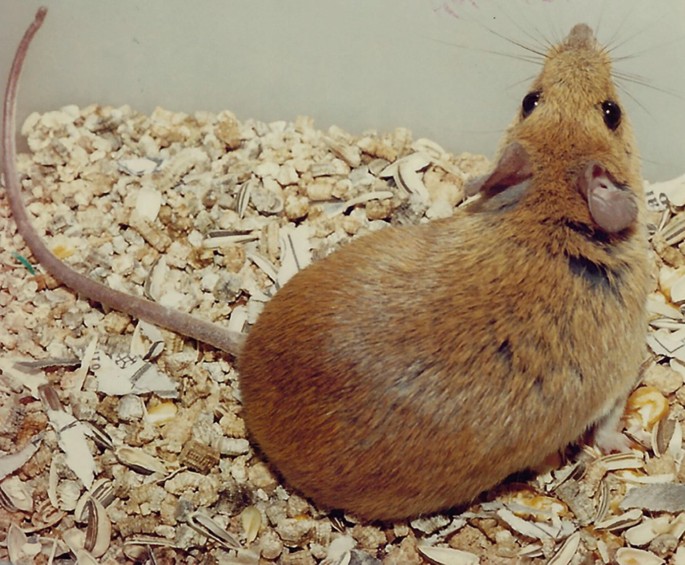 Buffy-Sided Rice Rat Euryoryzomys lamia (Thomas, 1901) | Springer ...