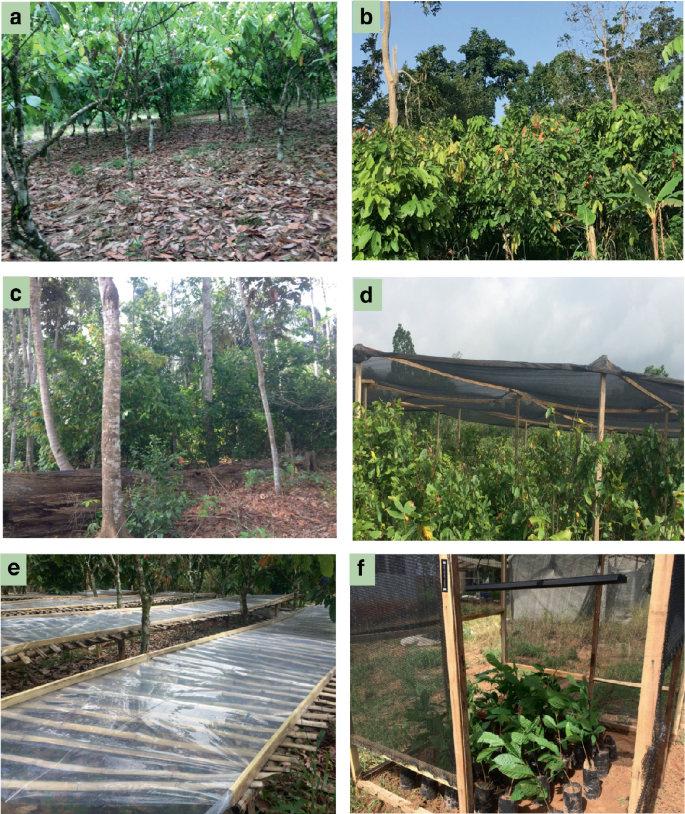 6 photos of a Cocoa farm. The photos have trees and seedlings with and without shade.