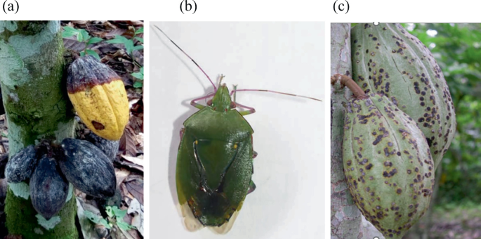 3 photos of biotic stressors in cocoa. A has dark pods infected by black pod disease. B has a mirid insect on a leaf. C has small dark spots on pods because of mirid infection.