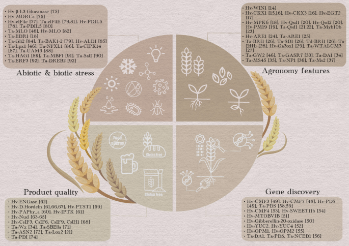 An illustration of a circle with 4 quadrants presents the abiotic and biotic stress, agronomy features, gene discovery, and product quality of barley and wheat, respectively. The genes and phenotypic expressions of each area are listed.