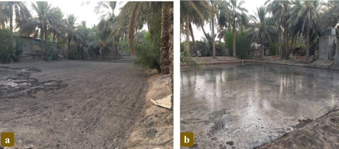 Two wide-angle views of an agricultural field are labeled a and b. The former is covered with a mud layer, and the latter is sufficiently watered for seed germination. The field is surrounded by date trees on slightly raised grounds.