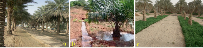 Three photographs of the surface irrigation methods. A. Raised beds are formed around the trunk of mature palm trees. B indicates circle irrigation with circular depressions around date palm tree trunks connected to an earth ditch. C. The field is subdivided into rectangular strips.