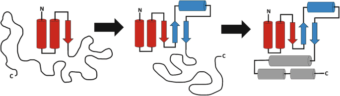 A schematic representation of a sequential folding pathway containing three foldons of two types of cylinders and arrows.