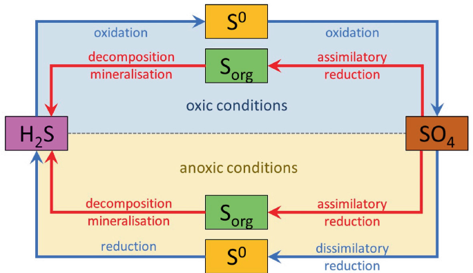 A schematic depicts the dynamic sulfur cycle and significant exchanges between the land and sea. It includes the oxidation, decomposition, mineralization, assimilatory reduction, and toxic conditions on land surface. Anoxic conditions, dissimilatory reduction in the sea.
