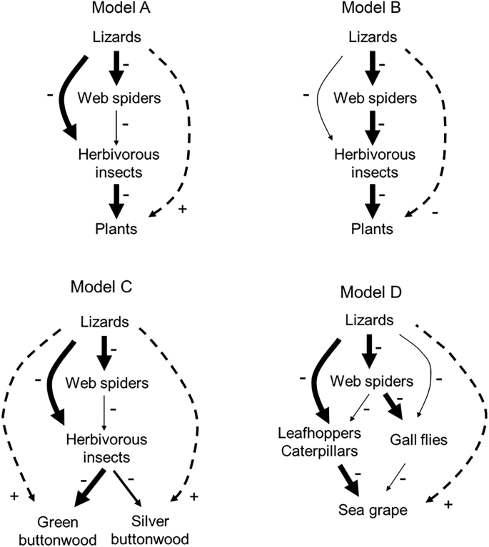 Four models of food web interactions. Mode A. Lizards eat web spiders, both lizards and web spiders eat herbivorous insets. Model B. The effect of lizards on herbivores is weaker than web spiders and the indirect of lizards on plants is negative. It is continued by models C and D. Solid arrows denote the direct effect, while dotted indirect effect.