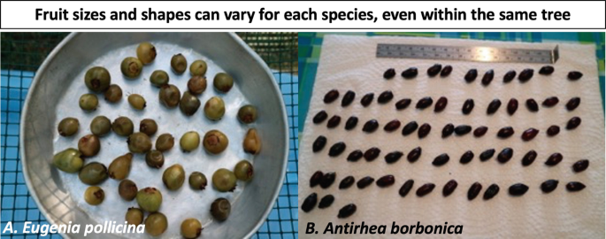 2 photos. Left, There are many small, oval, and round-shaped fruits of Eugenia pollicina. Right, Many darkly shaded oval-shaped seeds of Antirhea borbonica are arranged in rows. There is a measuring scale at the top.