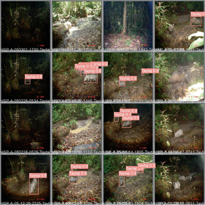 On the Use of Deep Learning Models for Automatic Animal  