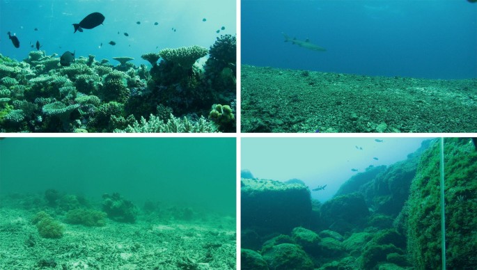 Four underground photographs. a. Various corals with thousands of marine creatures. b. Debris habitat on reef flat. c. Marine debris with no marine life. d. Marine debris with volcanic material.