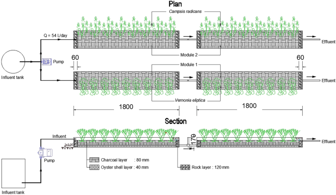 A schematic diagram of the green roof system with the influent tank with a pump and the effluent path. The quantity of water is 54 liters per day. Module 1 has Campsis radicans, and Module 2 has Vernonia elliptica. Modules on top have a charcoal layer in the center, bordered by rock layers.