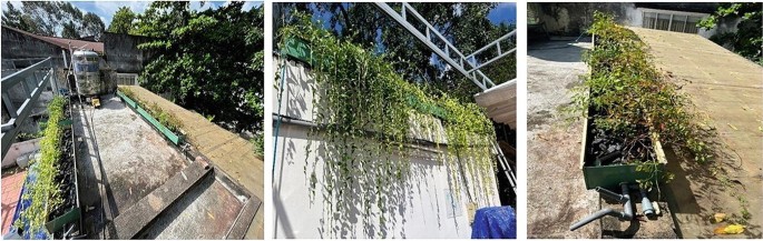 Three photos of rooftop plants. On the left, two rows of plants are positioned opposite each other on a terrace. In the center, plants cascade down the wall from a tray on its top. On the right, a row of plants is arranged on a tray.