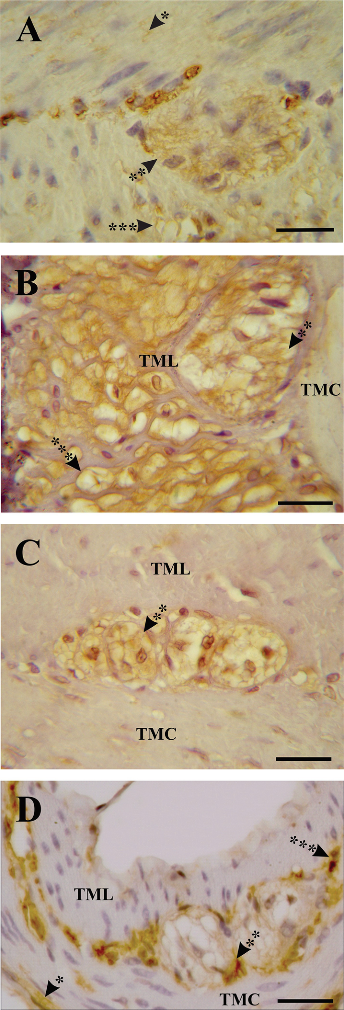 Histological and Histochemical Characteristics of the Intestinal Tract ...