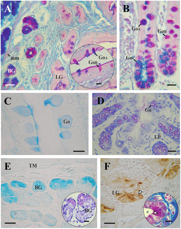Histological and Histochemical Characteristics of the Intestinal Tract ...