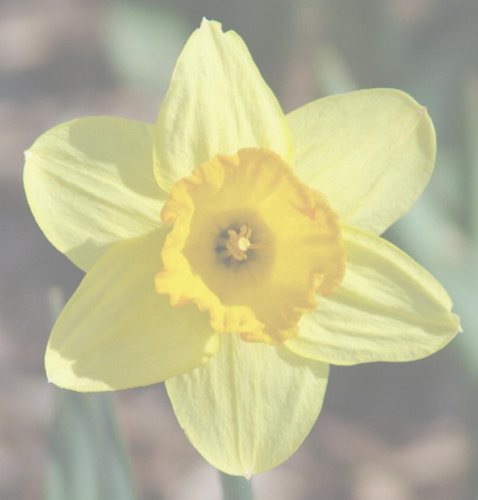 A photo of a daffodil flower with 6 petals.