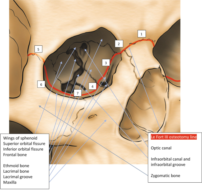 Anatomical Reference Points: Indispensable Aids | SpringerLink
