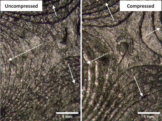 2 microscopic images. A. A microscopic image of uncompressed C 1 T 3 sample is illustrated. B. A microscopic image of compressed C 1 T 3 sample with much closer compressed lines.