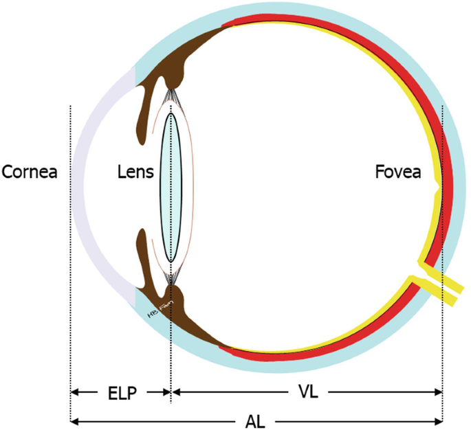 A diagram of the eye marks cornea, lenses, and fovea. The lower part presents effective lens position, vitreous length, and axial length.